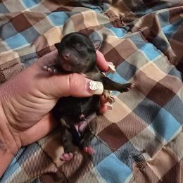 Mercedes - Fawn brindled black female Chihuahua puppy in Amity, Pennsylvania from Baxters Chihuahuas