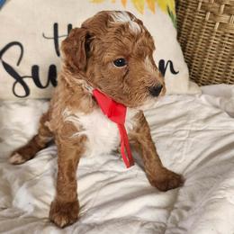 Cupid - Red  male Goldendoodle puppy in Augusta, Georgia from Ivey's Poodles & Doodles
