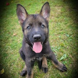 German Shepherd and Pembroke Welsh Corgi Puppies from J&R Shepherds & Corgis