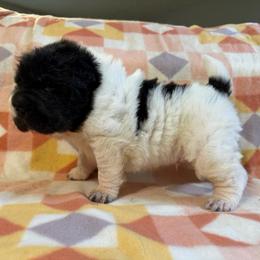 French Toast - White male Chinese Shar-Pei puppy in Lenoir, North Carolina from Peitato Chips