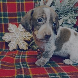 Luna - Chocolate and tan female Dachshund puppy in Stilwell, Oklahoma from MB’s Dachshunds