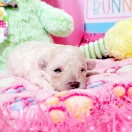Birdie (AKC) - White Poodle puppy in Rainbow City, Alabama from Spinks Poodles