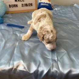 Blue collar - Parti male Poodle puppy in Port Saint Lucie, Florida from Abbott Standard Poodles