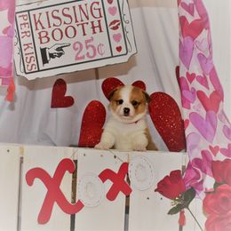 Boy 3 - Pembroke Welsh Corgi puppy in Gig Harbor, Washington from Pacific Northwest Pembroke Welsh Corgis