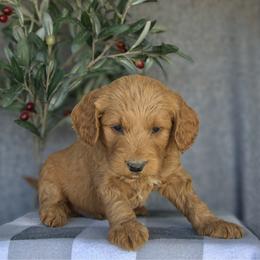 Eliot - Red  male Goldendoodle puppy in Apopka, Florida from Rae Precious Puppies