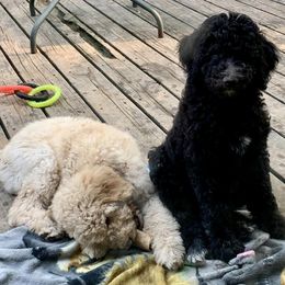 Poodles from Anna's Poodles
