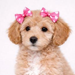 Brynn - Apricot female Goldendoodle puppy in Hendersonville, Tennessee from Ben's Best Buddy Goldendoodles