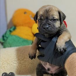 Black collar: Bramble - Chestnut brindle male Cane Corso puppy in Franktown, Colorado from Earth and Ship Cane Corso