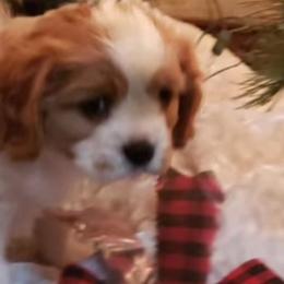 Cavalier King Charles Spaniels from Stephenson Celtic Cavaliers