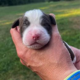 Black collar - Liver and white male English Springer Spaniel puppy in Sterling, Michigan from Springerdoodles In MI
