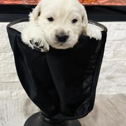 Gray - Light golden female Golden Retriever puppy in Clovis, California from Puppy Love, Hall's Goldens