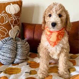 Pumpkin - Red female Bernedoodle puppy in High Point, North Carolina from Kingsfield Doodles