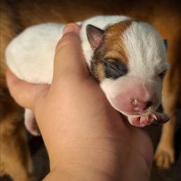 Kyoko (ASDR) - Red speckled female Australian Cattle Dog puppy in Marana, Arizona from Impact 3rd Australian Cattle Dogs