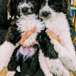 Boy 8 - Black and white Bernedoodle puppy in Ohio from Mini Doodle Buddies