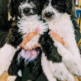 Boy 8 - Black and white Bernedoodle puppy in Ohio from Mini Doodle Buddies