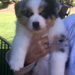 Australian Shepherd Puppies from Highline