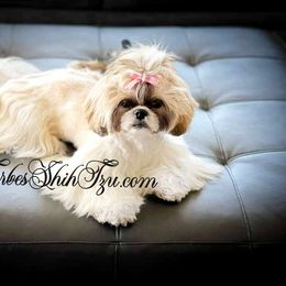 Strawberry - Shih Tzu