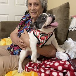 "Iggy the Piggy" French Bulldog All Grown Up from YZC Frenchies at 4C Ranch