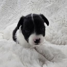 Angel - White and black female Papillon puppy in Hollister, Missouri from Swan Creek Kennel