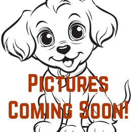 Australian Shepherd puppies from Lost Creek Aussies