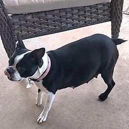 Boston Terrier puppies from Lehi Valley Boston Terriers