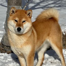 Zoey - Shiba Inu