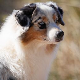 Vesta - Australian Shepherd
