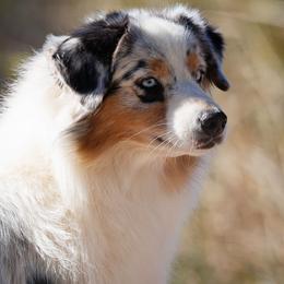 Vesta - Australian Shepherd