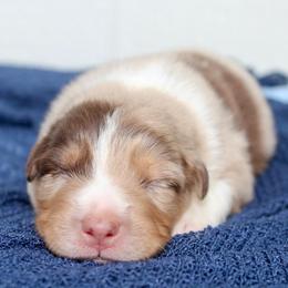 Cheshire Cat - Red merle male Australian Shepherd puppy in Star City, Arkansas from Blush & Lace Aussie Co.