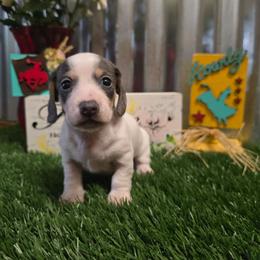 Peaches - Piebald female Dachshund puppy in Fallon, Nevada from TS Dachshunds and Corgis