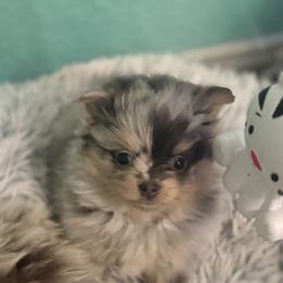 Ella - Blue merle female Pomeranian puppy in Gainesville, Texas from Pomtastic Pomeranians