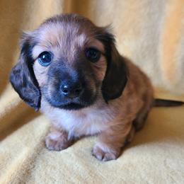 Shaded Red Male - Red male Dachshund puppy in Washington C.H., Ohio from Long Duk Dachshunds