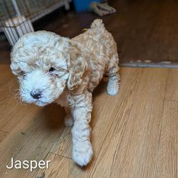 Jasper - Buff male Cockapoo puppy in Sunset, Louisiana from Cano Cockapoos