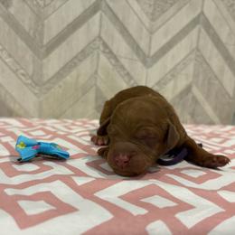 Carolina - Red  female Goldendoodle puppy in Camden, North Carolina from Oopsie Doodles of NC