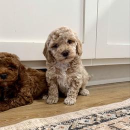 Mochi - Buff female Cockapoo puppy in Beresford, South Dakota from DAKOTA DOOD RANCH
