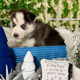 Siberian Husky Puppies from Nova’s Puppy Haven