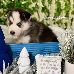 Siberian Husky Puppies from Nova’s Puppy Haven