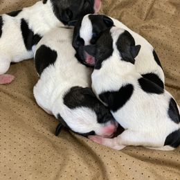 Miniature Schnauzer Puppies from hallie lively
