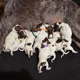 Girl 3 - Brown and gray female Wirehaired Pointing Griffon puppy in Afton, Wisconsin from Daehler's Wirehaired Pointing Griffons