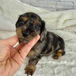 Black Dapple Boy - Dapple male Dachshund puppy in Mineral Wells, Texas from Chilidog Dachshunds