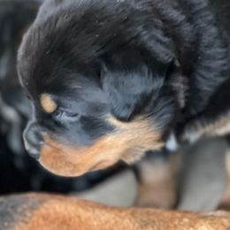 Pink girl - Rottweiler puppy from Wildhaven Rottweilers