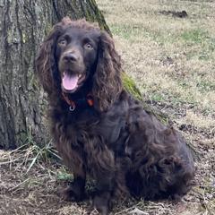 Roo - Boykin Spaniel