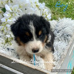 Australian Shepherd Puppies from Smith Southern Aussies