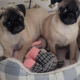 Gabby - Pug