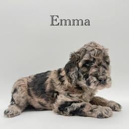 Emma - Merle female Goldendoodle puppy in Milford, Pennsylvania from Doodles Are Golden
