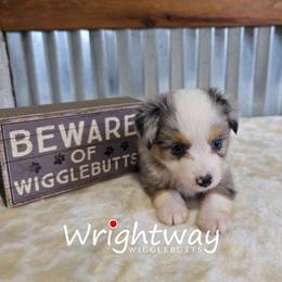 Ocean - Blue merle female Miniature Australian Shepherd puppy in Dowagiac, Michigan from Wrightway Wigglebutts