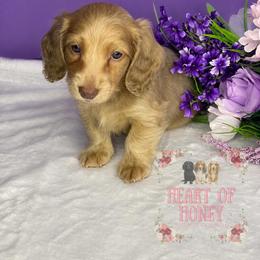 Dustin (Dusty) - Cream male Dachshund puppy in Cascade, Virginia from Heart of Honey Miniature Dachshunds