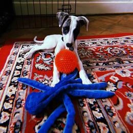 Whippet Puppies from Smithfield Park