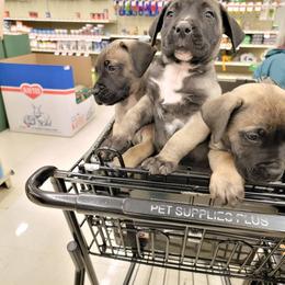 Australian Shepherd and Perro de Presa Canario Puppies from Lykaios Kennels