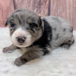Baloo - Gray Collar - Blue merle male Australian Shepherd puppy in San Marcos, California from Faith Family Freedom Farm